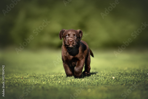 brown labrador puppy running on grass