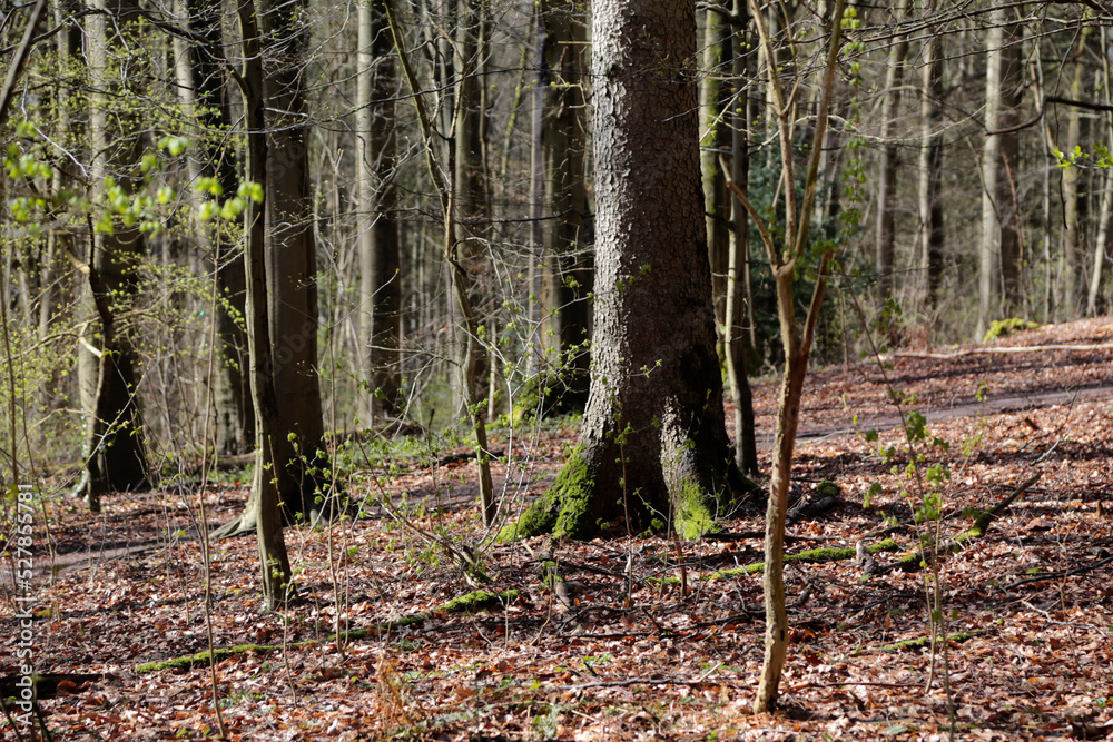Naklejka premium Wald im Herbst/Winter bei Sonnenschein nach einem Regen