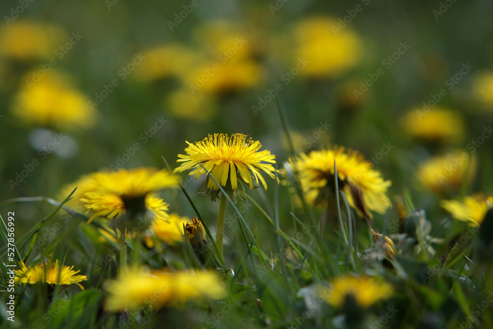 Gelb blühender Löwenzahn auf einer grünen wiese im Frühling Gelb blühender Löwenzahn auf einer grünen wiese im Frühling