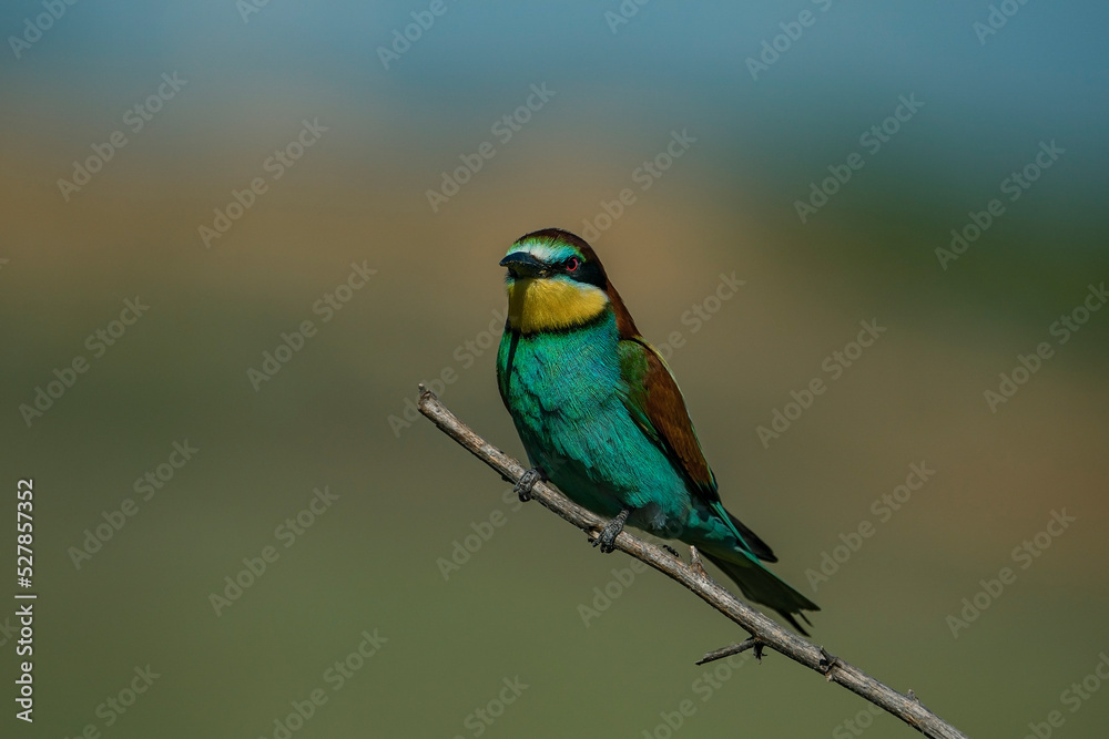 European Bee-eater (Merops apiaster) perched on a branch. European Bee-eater (Merops apiaster) perched on a branch.