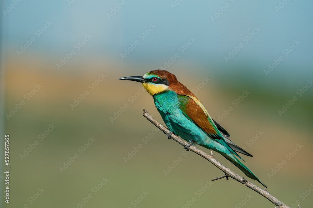 European Bee-eater (Merops apiaster) perched on a branch. European Bee-eater (Merops apiaster) perched on a branch.