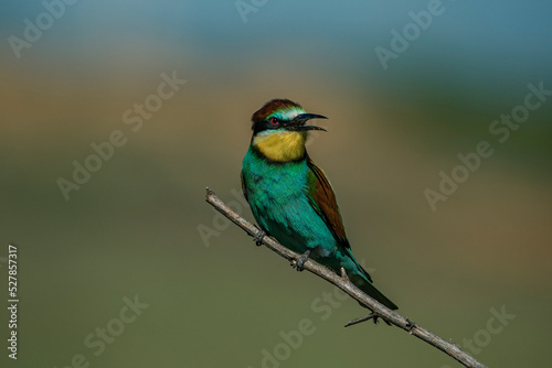 European Bee-eater (Merops apiaster) perched on a branch.