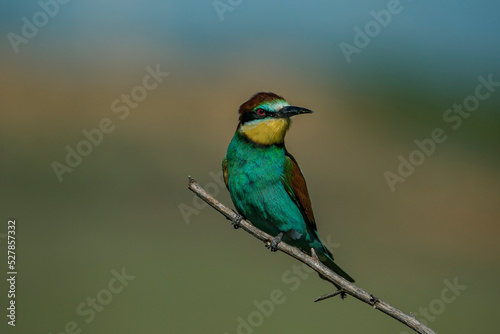 European Bee-eater (Merops apiaster) perched on a branch.