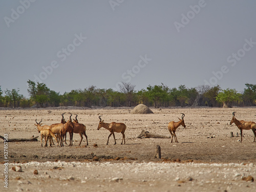 group of red hartebeest in Etosha national park