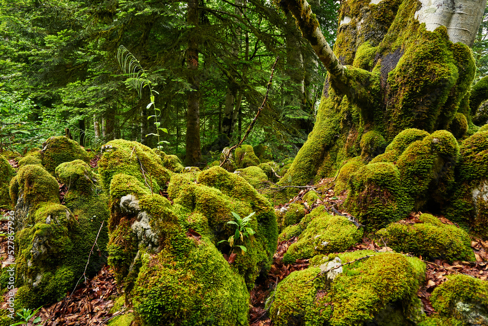 Spring on french pyrennes forest Spring on french pyrennes forest