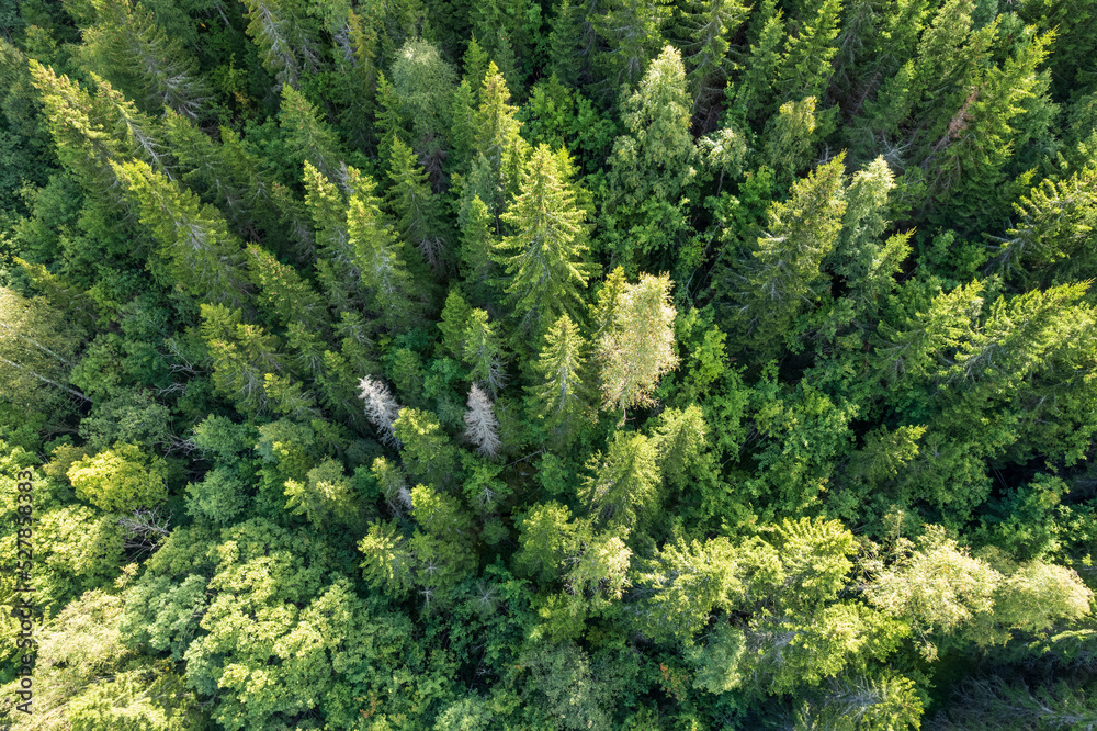 Aerial view of summer green trees in a forest in a rural area. drone photography Aerial view of summer green trees in a forest in a rural area. drone photography