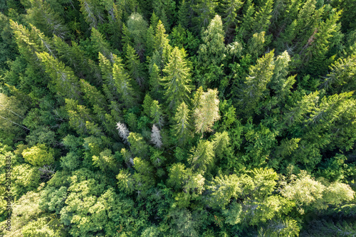 Aerial view of summer green trees in a forest in a rural area. drone photography