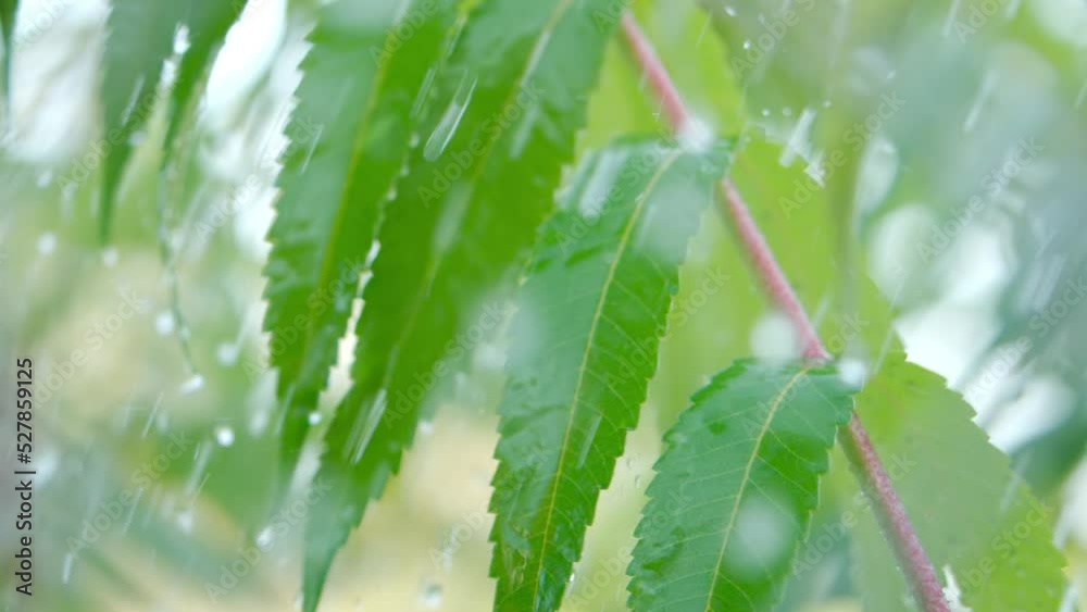 Close-up Water Drops Green Leaves Foreground. Macro Rain Falling on Green Plant Leaf. Calm Relaxing Meditation Peaceful Background. Slow Motion Rain Drops Dripping From Green Leaves Fern During Rain. Close-up Water Drops Green Leaves Foreground. Macro Rain Falling on Green Plant Leaf. Calm Relaxing Meditation Peaceful Background. Slow Motion Rain Drops Dripping From Green Leaves Fern During Rain.