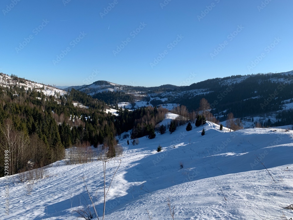 Mountains in the snow. Winter landscape of the Carpathians. Slopes, hills and pine trees in the snow