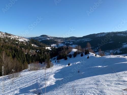 Mountains in the snow. Winter landscape of the Carpathians. Slopes, hills and pine trees in the snow