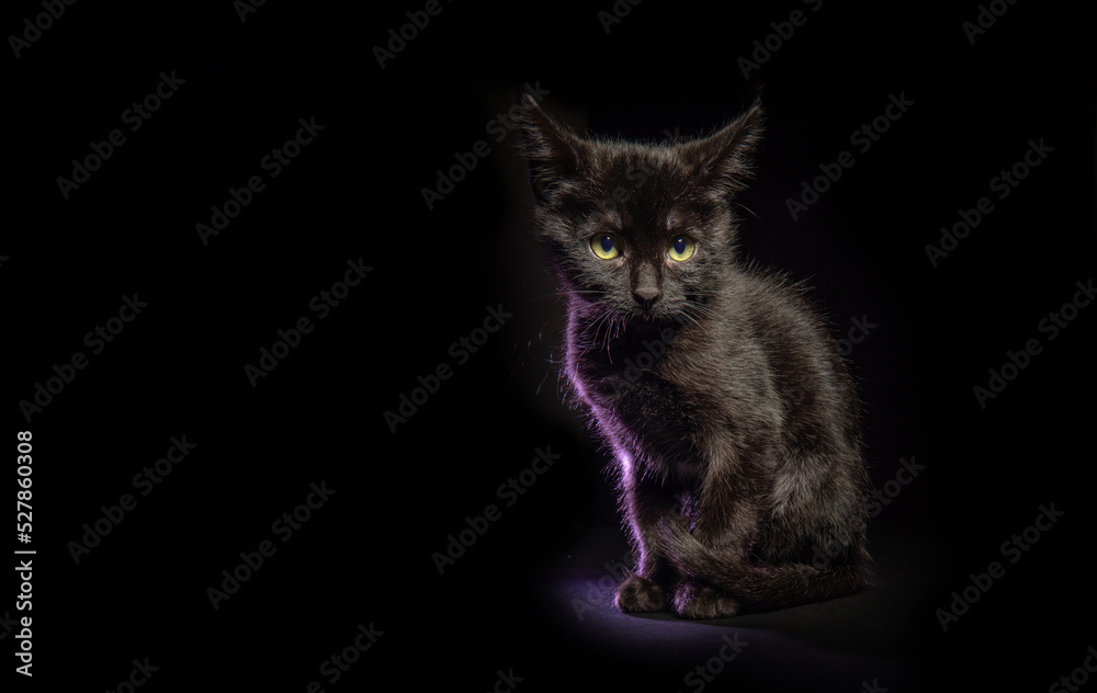 Portrait of a black cat puppy looking at camera isolated on black background