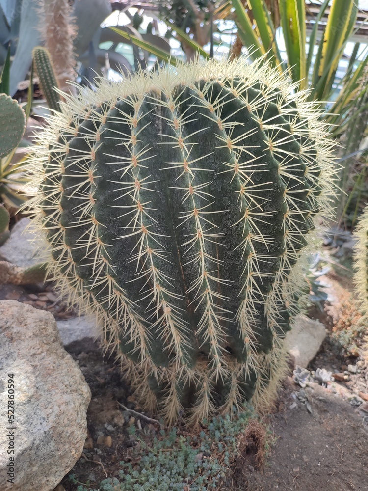 Large echinocactus cactus with large spines in a tropical plant greenhouse. Desert plants, dry climate Large echinocactus cactus with large spines in a tropical plant greenhouse. Desert plants, dry climate