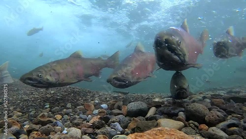 Underwater photography of cherry salmon in Shibetsu River, Nakashibetsu Town, Hokkaido