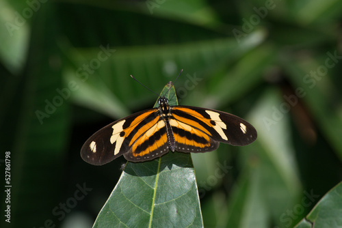 The beautiful butterfly (Heliconius ethilla narcaea) under a passion fruit (Passiflora edulis) leaf in the city of Rio de Janeiro, Brazil	