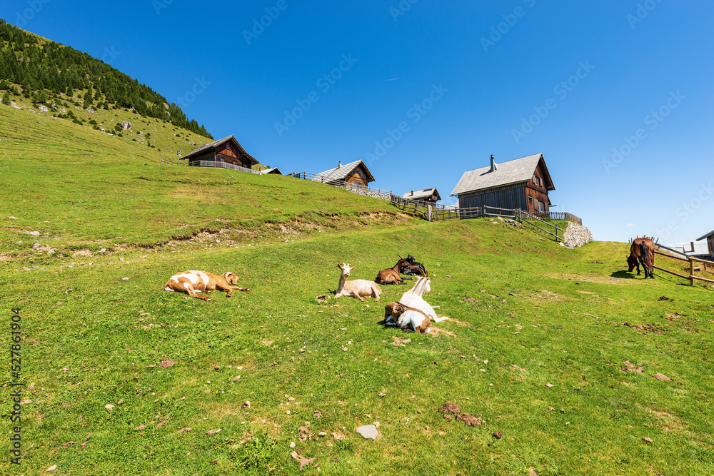 Small alpine village with wooden chalets, goats and a horse. Italy-Austria border, Feistritz an der Gail municipality, Osternig or Oisternig peak, Carinthia, Julian Alps, Austria, central Europe.