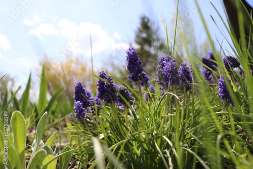 Flowers and grass close up . High quality photo