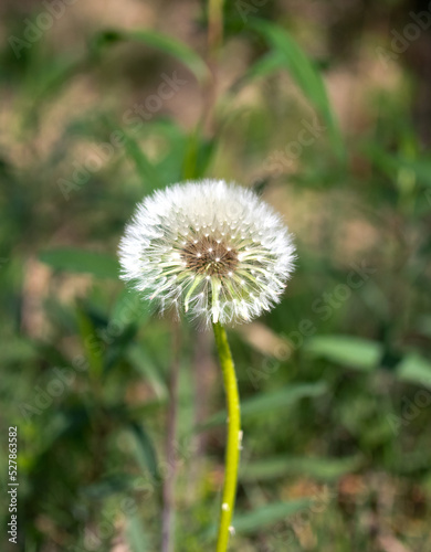 dandelion in the grass