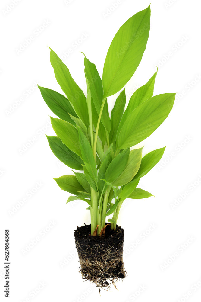 Turmeric plant with exposed earth root. Organic gardening agricultural