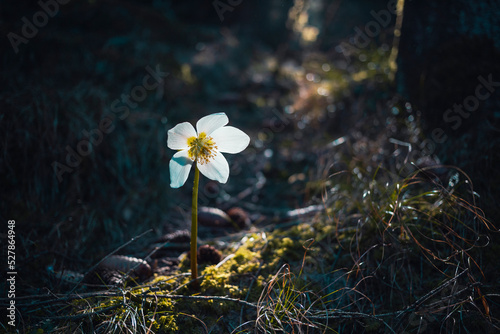 white ealry spring flowers in morming forest background photo