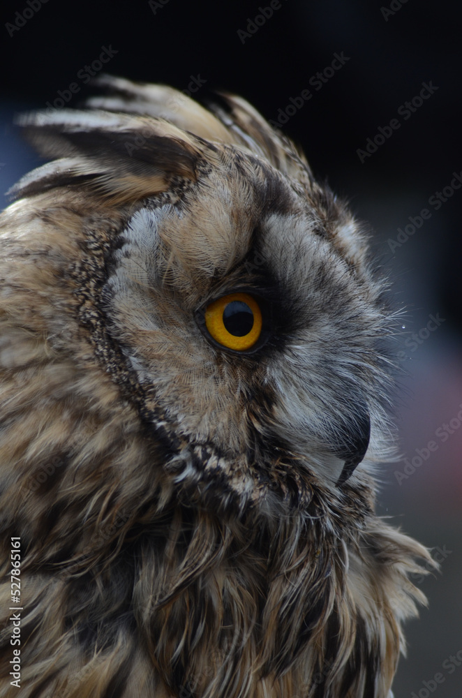 Obraz premium great horned owl