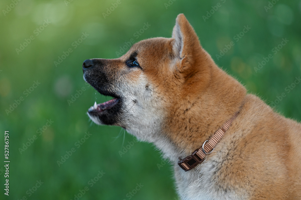 Profile portrait of a puppy with an open mouth. Shiba Inu dog. Profile portrait of a puppy with an open mouth. Shiba Inu dog.