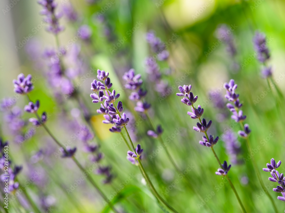 A closeup shot of Lavender flowers in nature A closeup shot of Lavender flowers in nature
