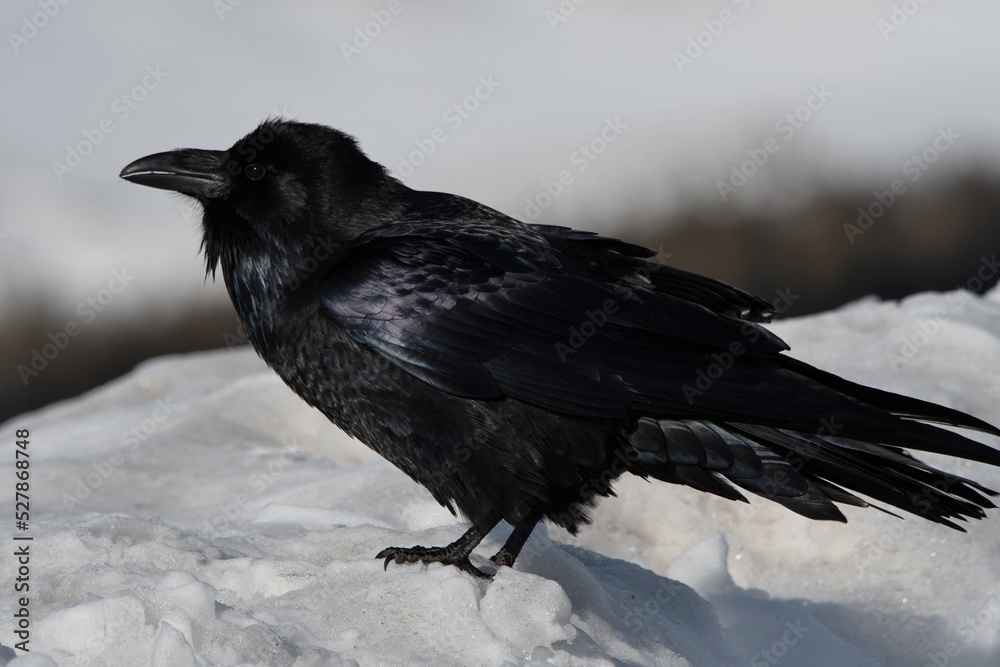 Fototapeta premium Beautiful Raven in Jackson Hole Wyoming