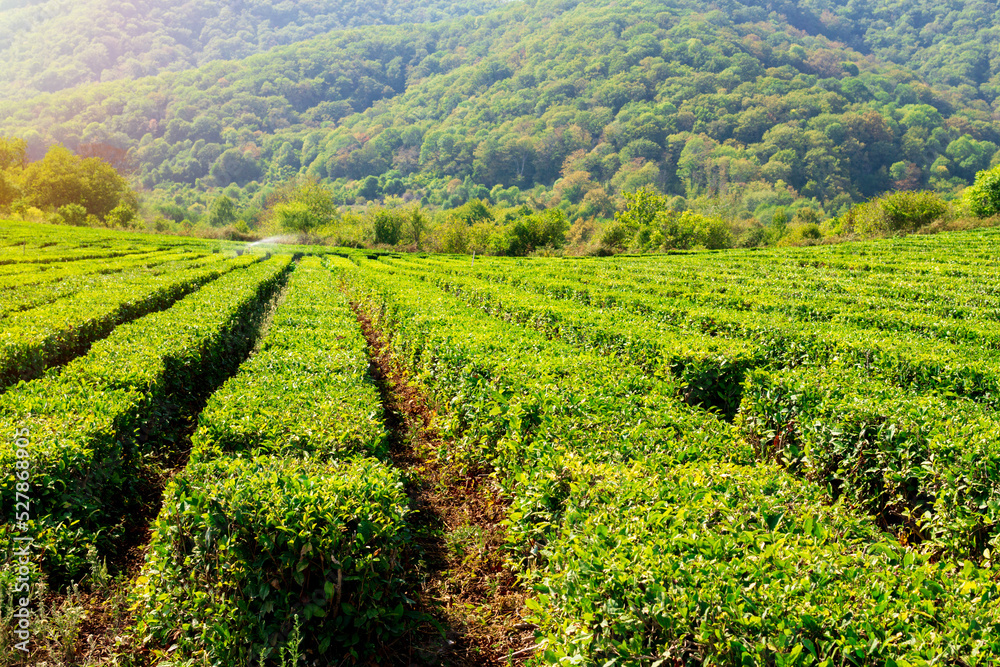 Fresh Tree tea plantations mountain green nature in herbal farm plant. Copy space