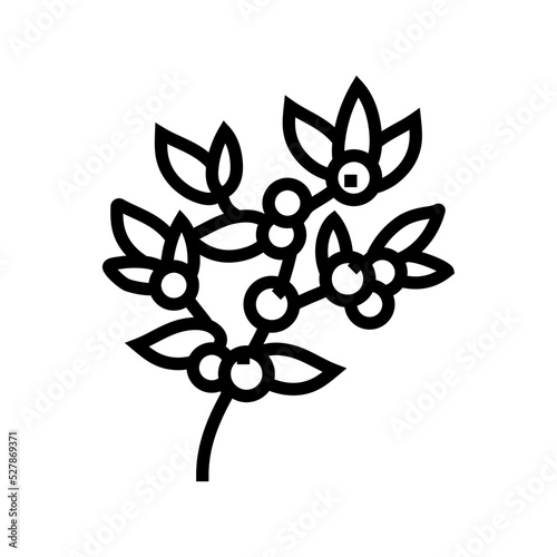 huckleberry bilbery plant line icon vector. huckleberry bilbery plant sign. isolated contour symbol black illustration photo