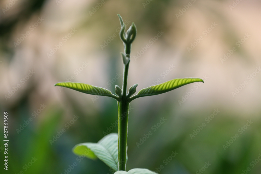 A close view of the plant A close view of the plant