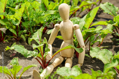 Growing young beetroot lettuce leaves chard. The concept of rural life and homemade vegetables. photo