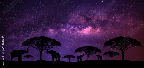A herd of elephants is eating leaves on a tree. with the Milky Way in the background in the blue night sky. milky way and stars on dark background the universe is full of s
