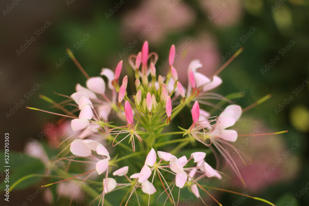 Tarenaya hassleriana plant with flowers. Cleome spinosa pink flower Tarenaya hassleriana plant with flowers. Cleome spinosa pink flower