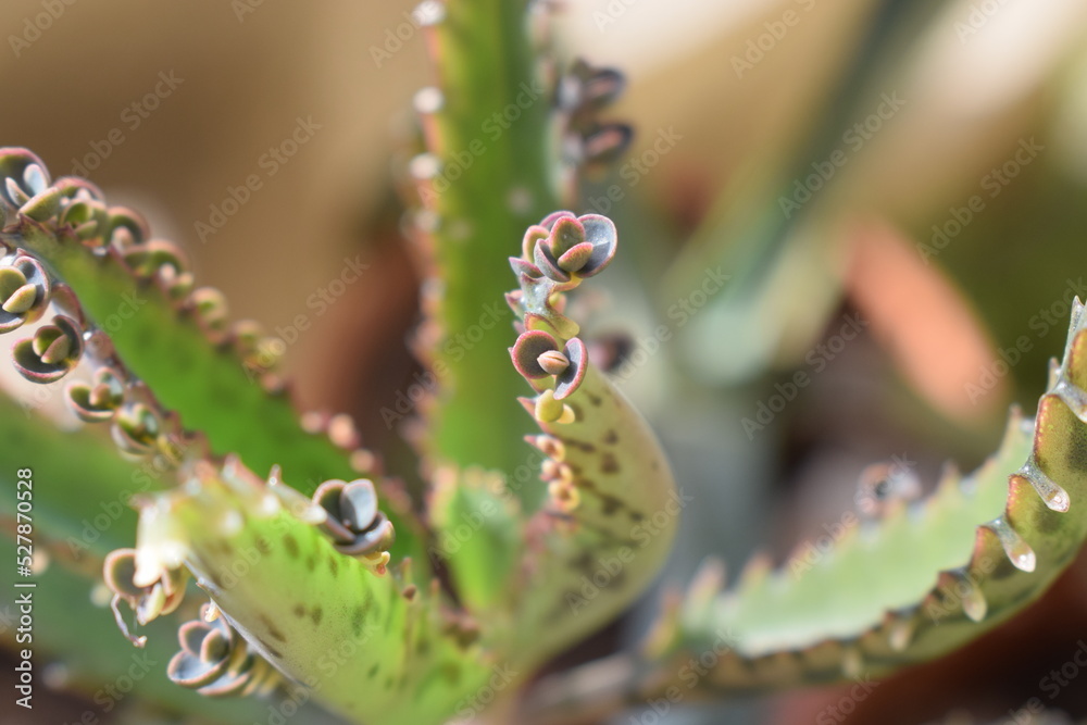 Φωτογραφία Leaves with sprouts of the alligator plant (Kalanchoe daigremontiana)