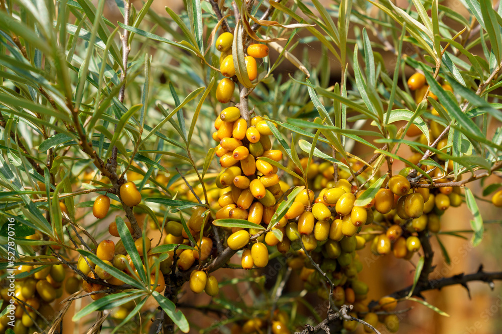 Sea buckthorn close up. The use of juices, compotes, wines, sea buckthorn oil. Selective focus