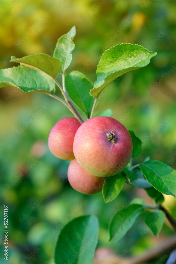 Ripe apples in the garden ready for harvest, selective focus, autumn season. Vertical photo