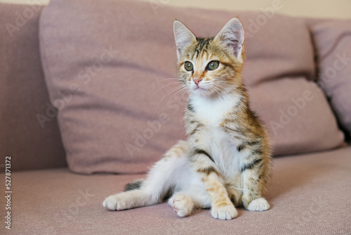 Portrait of a small tricolor cat. A mongrel kitten sits on the sofa in an apartment. © Galina