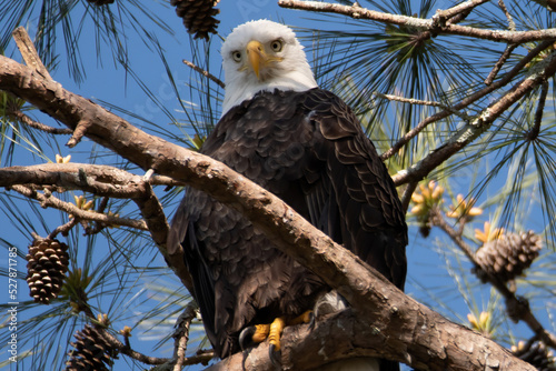 American Bald Eagle in Guntersville, Alabama