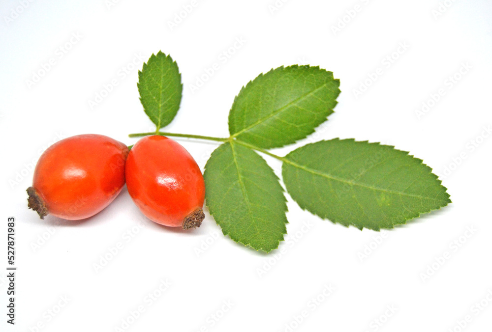 Rosehip isolated on a white background. Fresh raw briar berries with leaves
