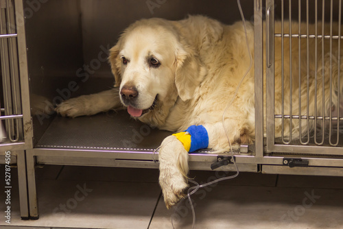Golden Retriever dog patient in the cage of veterinary clinic. Dog's paw with catheter for a dropper under bandage.