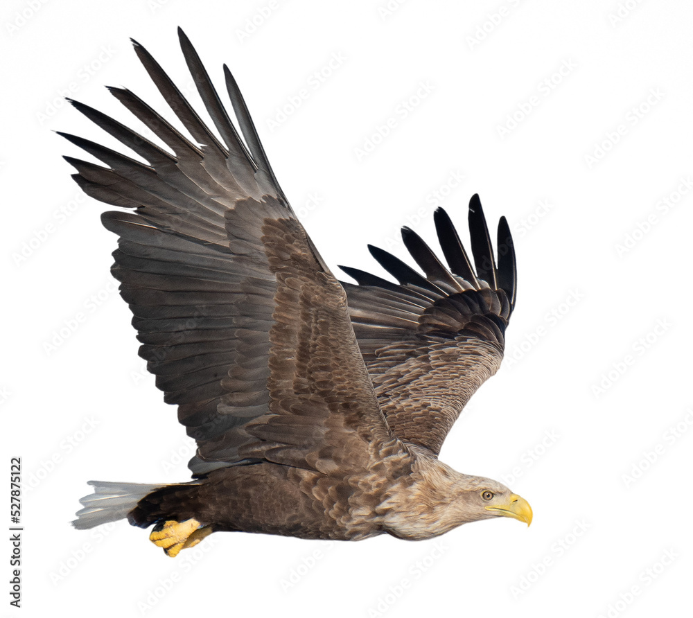 Fototapeta premium Majestic predator White-tailed Eagle (Haliaeetus albicilla) in flight