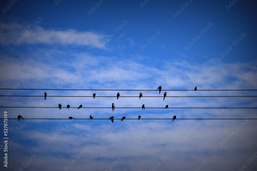 birds on electric line - obrazy, fototapety, plakaty 