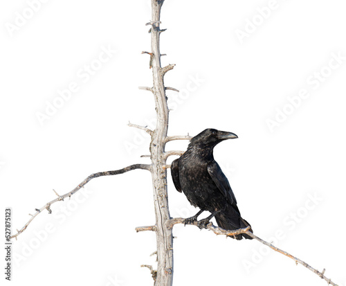 Beautiful raven (Corvus corax) sitting on a dry tree branch