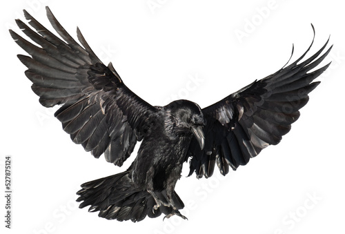 Photo A beautiful raven (Corvus corax) in flight