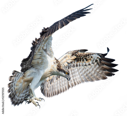 Young osprey in flight