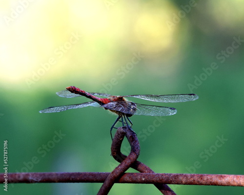 dragonfly