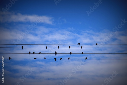 birds on electric line