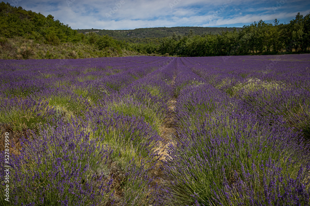 Naklejka premium Huge lavender field full of color at high bloom in France