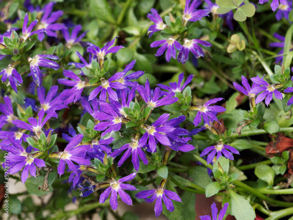 Flowering in mat-forming of fairy fan-flower (Scaevola aemula) with blue-mauve fan-shaped flowers with yellow center on long spikes Flowering in mat-forming of fairy fan-flower (Scaevola aemula) with blue-mauve fan-shaped flowers with yellow center on long spikes