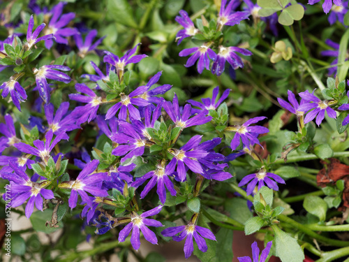 Flowering in mat-forming of fairy fan-flower  Scaevola aemula  with blue-mauve fan-shaped flowers with yellow center on long spikes